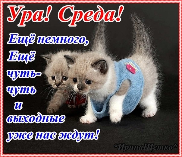 Открытки со средой вас Открытки со средой вас